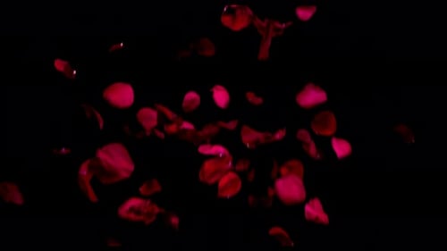 Beautiful Red Rose Petals Falling on Black Background