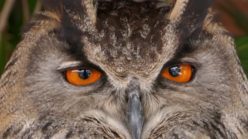 Eagle Owl Closeup