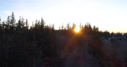 Sunlight Sun Beams Orange Light Glowing Through Forest Tree Tops Aerial Drone Flight Towards Rays