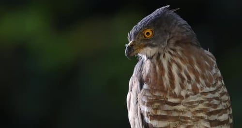 Crested Goshawk with Intense Yellow Eyes Blurred Green Backdrop