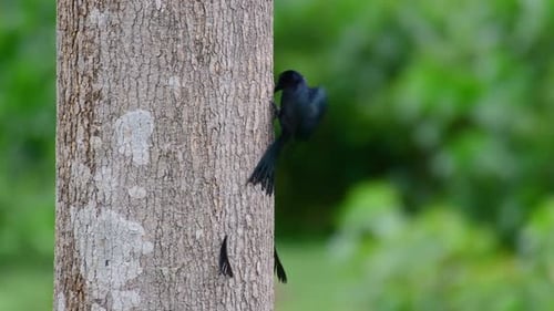 El Drongo mayor de cola de raqueta es conocido por su cola que parece una raqueta; es muy inteligente
