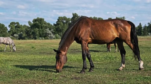 Brown Horse Grazes on a Green Field Against the Blue Sky in Slow Motion