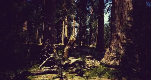 Majestic Forest Setting with Sunlight Filtering Through Dense Trees