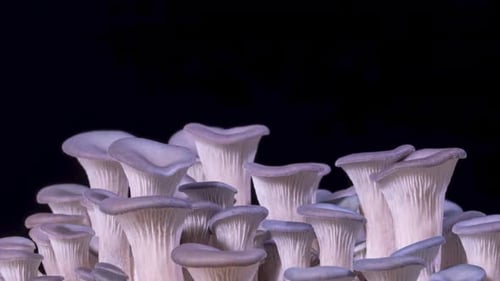 Close Up of Oyster Mushrooms Growing Against Black