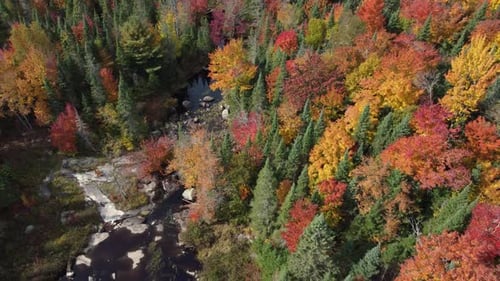 Drone Flying Over Forest In Beautiful Colors, Nature Background - Tilt Shot