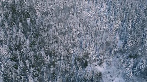 Winter Forest Panorama Aerial Nature