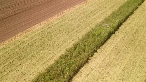 View Of An Organic Farmland With Crops On Harvesting Season. - Aerial Shot