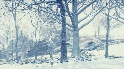 Winter Deciduous Forest on a Foggy Morning