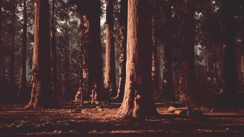 Majestic Sequoia Trees in a Tranquil Forest at Dusk in California