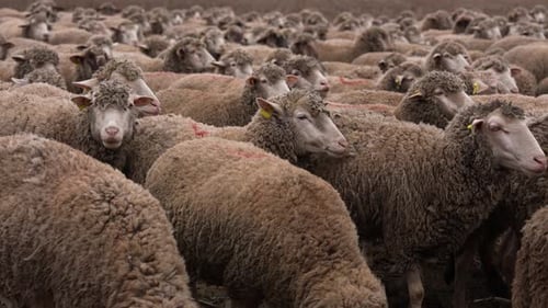 Large Flock of Sheep Grazing in Rural Setting