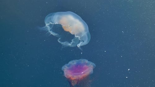 Footage Colorful Jellyfish Floating Underwater Spectacular View Deep Sea Dive Travel Destination