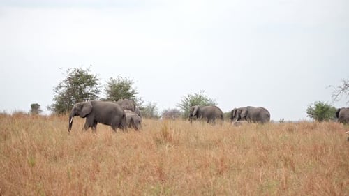 African elephants