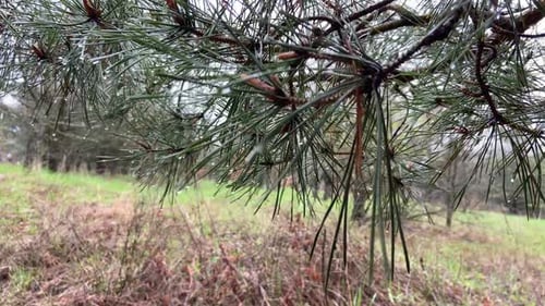 Pine branches in the forest after the rain, raindrops on the trees. Morning calm
