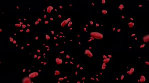 Falling Red Hearts Seamless Loop with Transparent Background