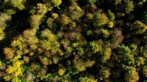 Drone survolant une forêt dense et luxuriante