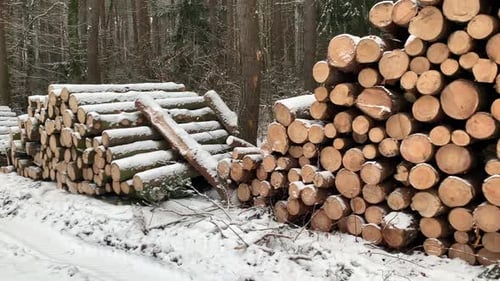 Des troncs de rondins recouverts de neige s'entassent dans la forêt. Des rangées de bûches empilées en attente d'être transportées