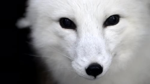Faszinierender Polarfuchs mit auffälligen blauen Augen erkundet die verschneite Landschaft in einem Nationalpark in
