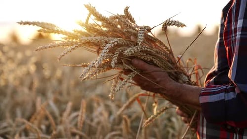 Person Holds Wheat in Golden Field