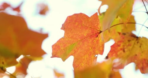 Beautiful red and yellow fall autumn leaves blow peacefully in the wind. Shot close up in 4k.