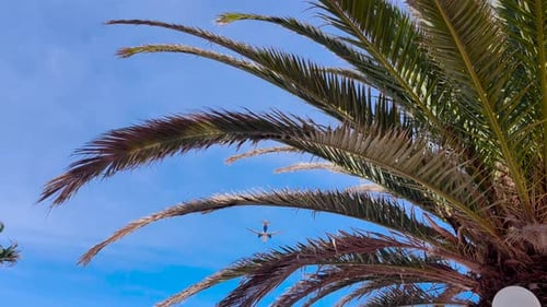 Commercial airplane flies over palm trees and the rooftops in Fuerteventura, Canary Islands, Spain