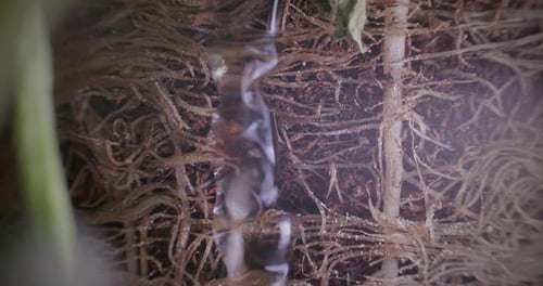 Macro closeup of plant roots absorbing water, change of color, static