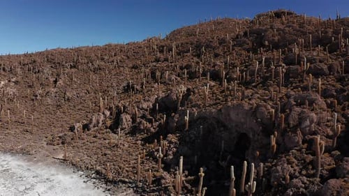Gran cactus en el salar de la isla Incahuasi, Salar de Uyuni, Altiplano, Bolivia