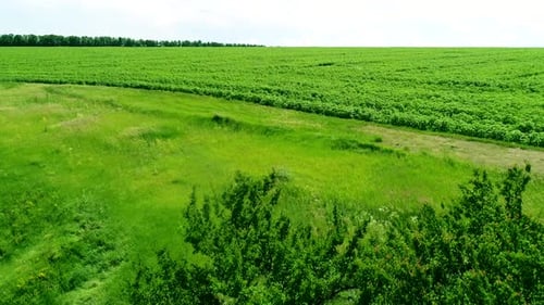 Grünes Feld von oben