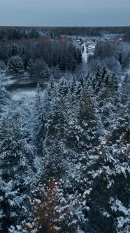 Aerial Perspective of a Serene Winter Forest Showcasing SnowCovered Trees Against a Blurred