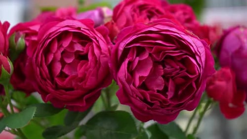 Pink Red Roses Bush in the Garden Rosebud Summer Flower Petals Rose in Nature Branch and Leaves