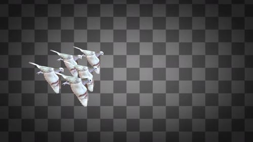 A Group of Pigeon Flying Alpha Channels