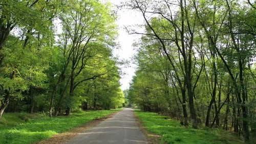 Straße im Wald. Unterwegs auf einer Straße mit grünen Bäumen auf beiden Seiten.