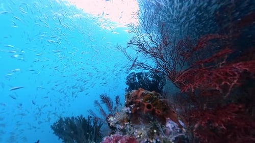 Underwater footage of the coral reef with lots of tiny fish swimming around