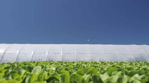 Camera Movement Along a Young Green Seedlings Hinese Cabbage Near Greenhouse