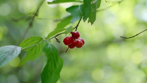 red berries among the leaves