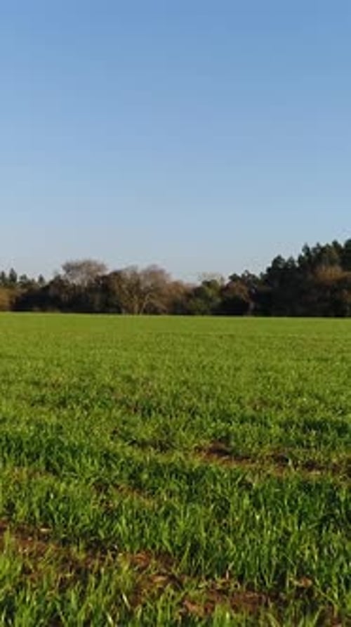 Vertical Video of Green Field and Blue Sky