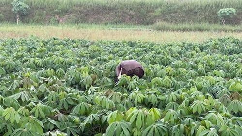 Agricultural worker checking cassava in the field