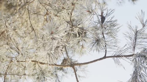 Frozen conifer branches, pine trees in ice in white winter. Close up view