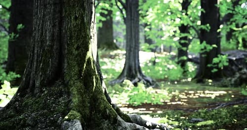 Forêt verte luxuriante avec la lumière du soleil filtrant à travers les arbres dans un cadre serein