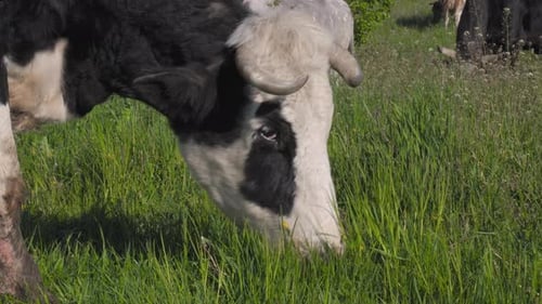 Cow Grazing on Grass in Sunny Rural Field