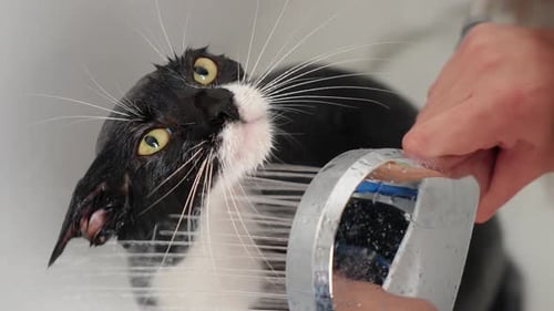 Cat Being Rinsed with Shower Head in Tub