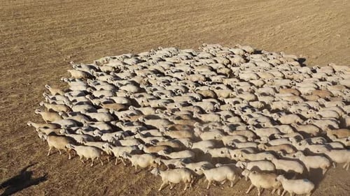 Troupeau de moutons et d'ânes marchant sur une prairie de montagne