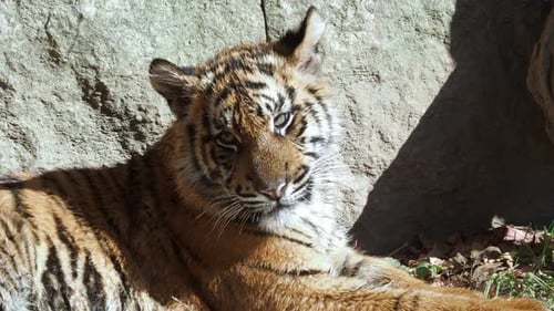 Cute sumatran tiger cub (Panthera tigris sumatrae)
