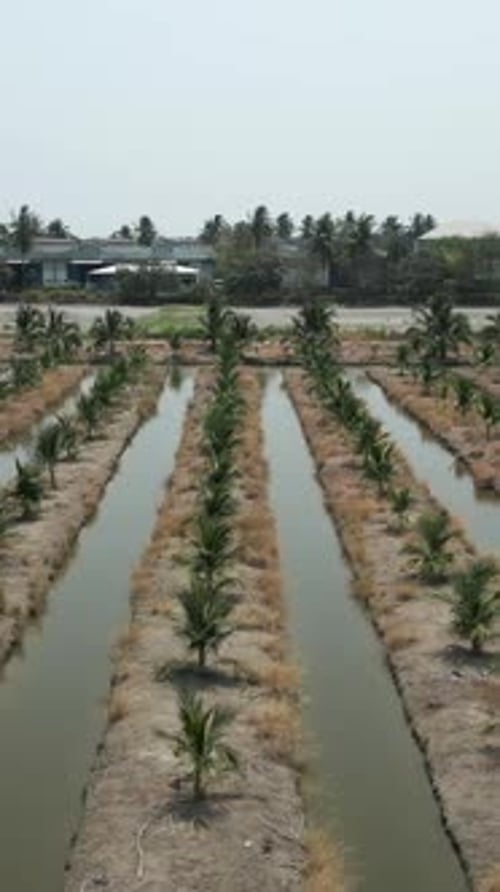 Panoramic View of a Field of Coconut Palms