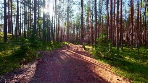 POV, walking on a sunny day through the forest on a path, breathing the fresh air, grassland on side