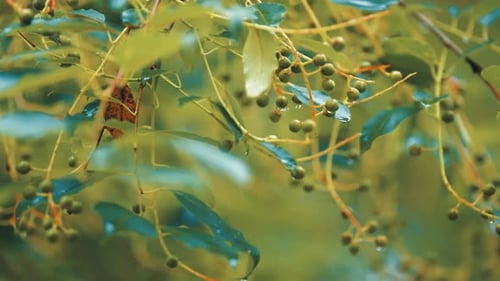 Green berries on the tangled branches. Leaves beaded with water droplets after the rain. Close-up pa