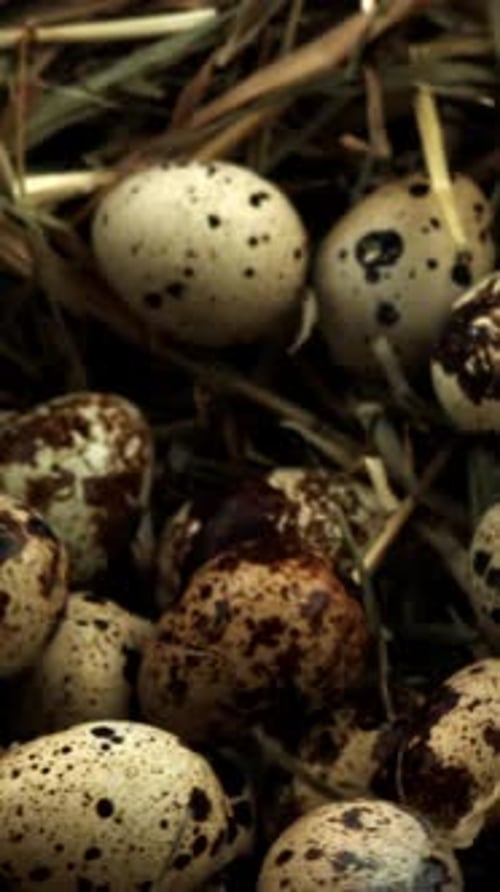 Quail Eggs Fall on Hay Filmed on a Highspeed Camera at 1000 Fps