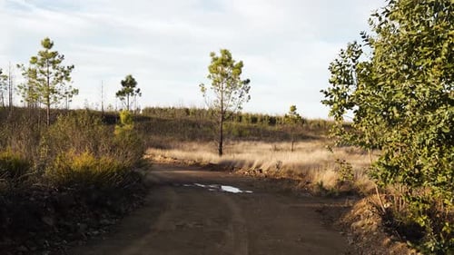 View of two lonely pine trees in a quiet dirt road curves through dry grass and scattered young