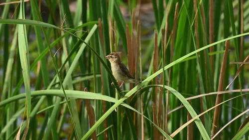 Asian Golden Weaver, Ploceus hypoxanthus; a female individual seen facing to the left and hopped to