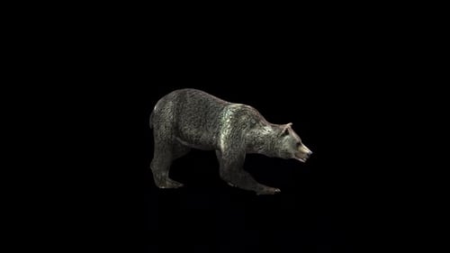 Walking Grizzly Bear 3D Animation for Nature Projects