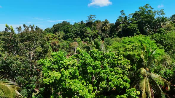Distancing from green trees and palm trees among them. Lush greenery at ...